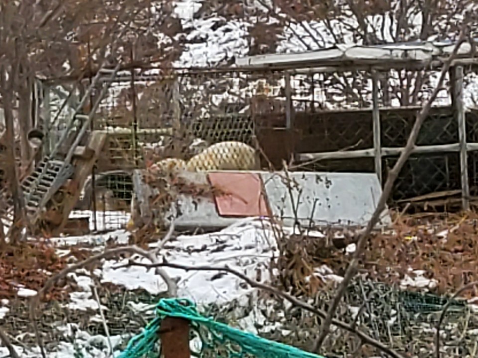 철장속 찜통더위와 한파에 방치된 개들을 구조해주세요