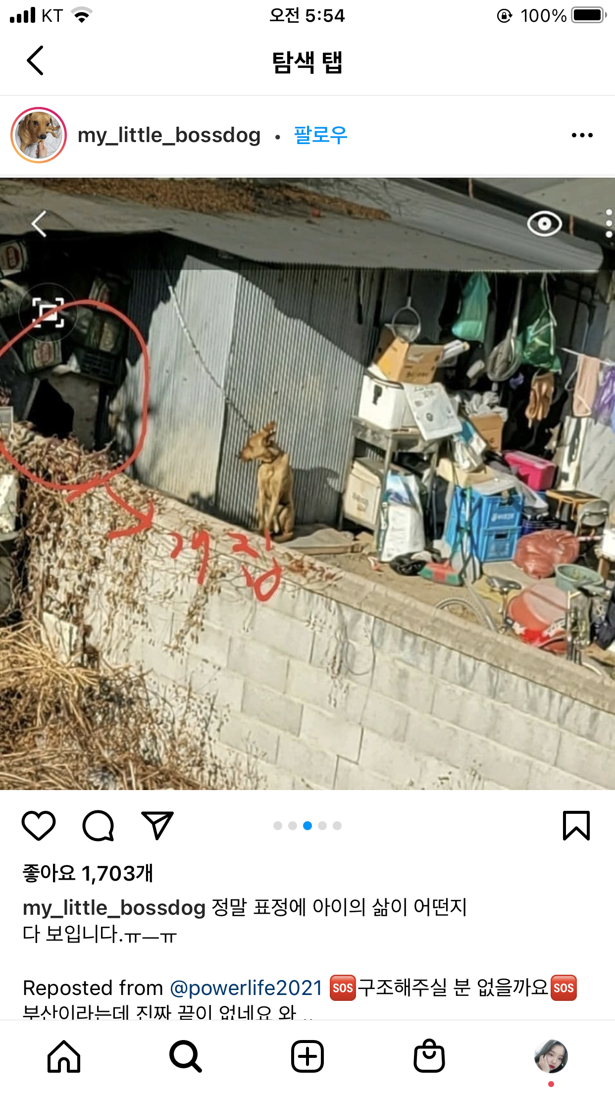 1년마다 강아지를 잡아먹습니다.