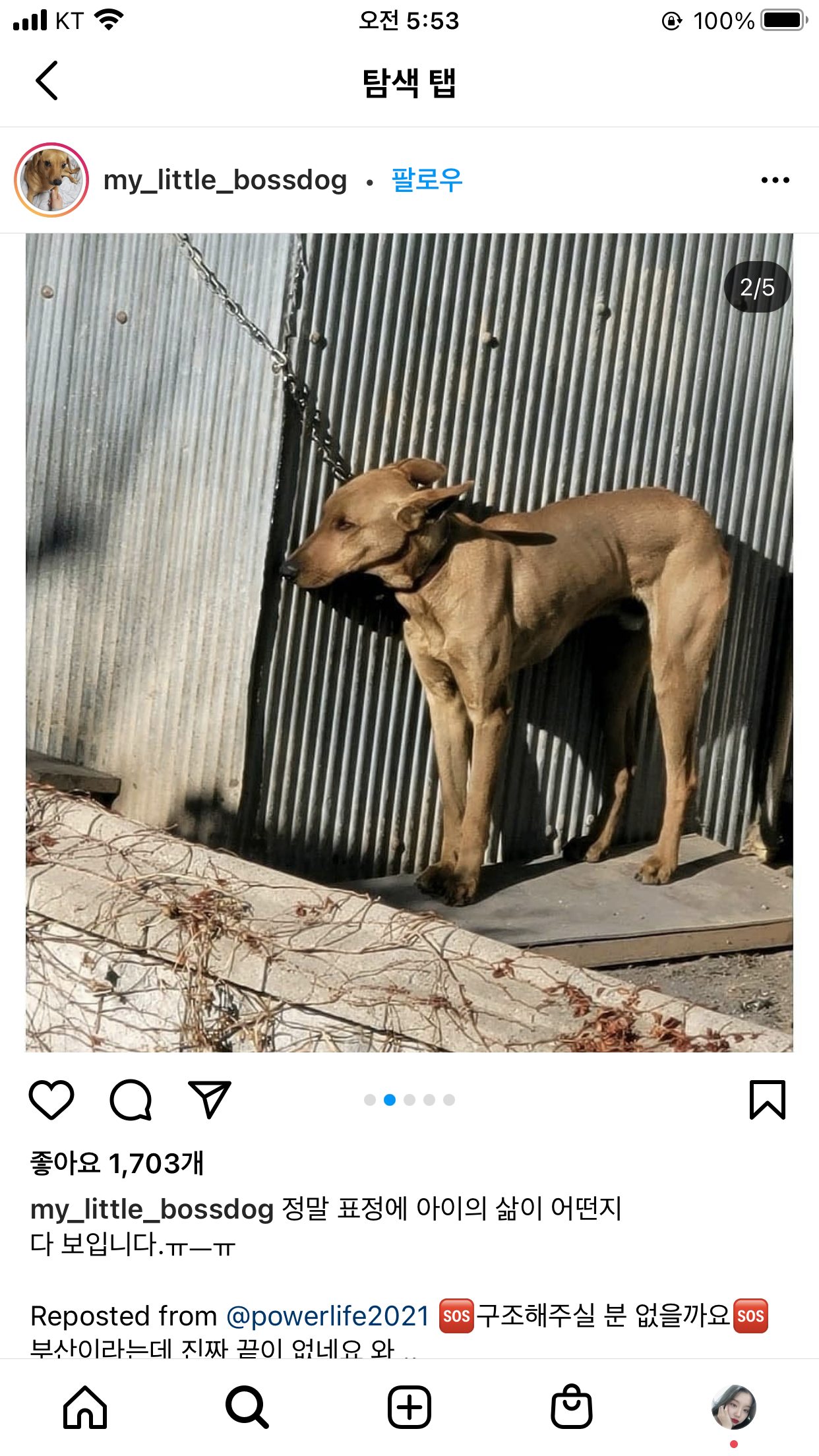1년마다 강아지를 잡아먹습니다.