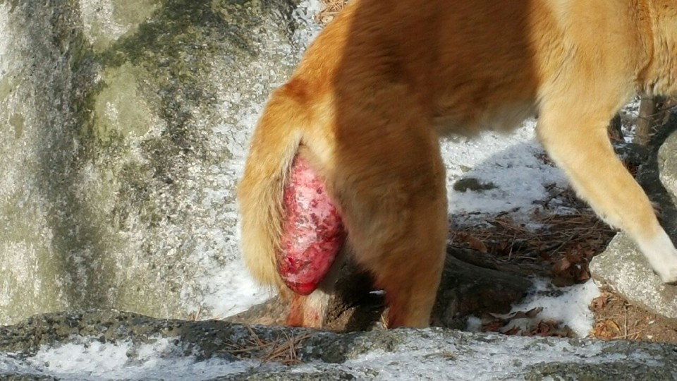 북한산 황구