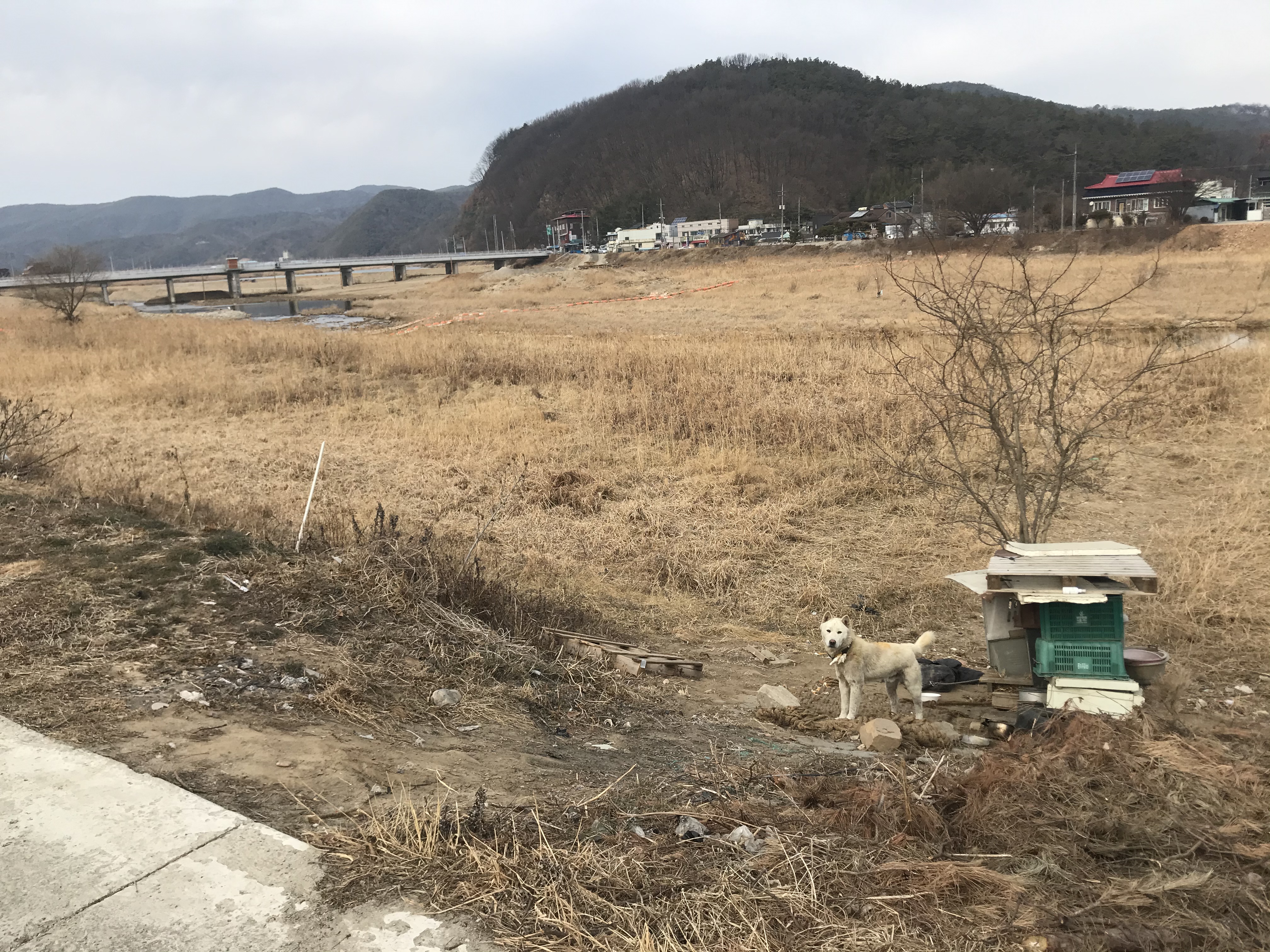 하천에 묶여있는 백구
