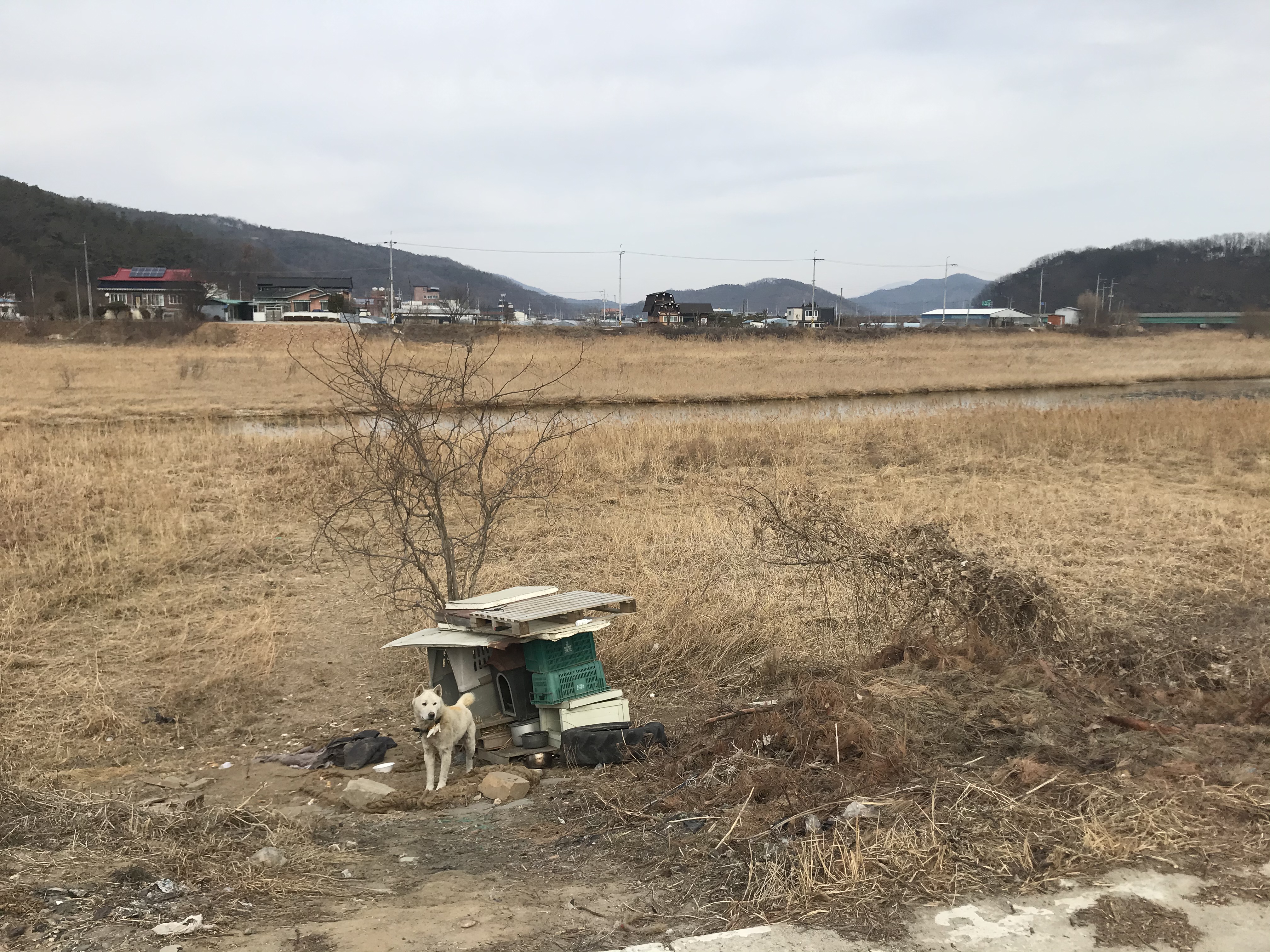 하천에 묶여있는 백구