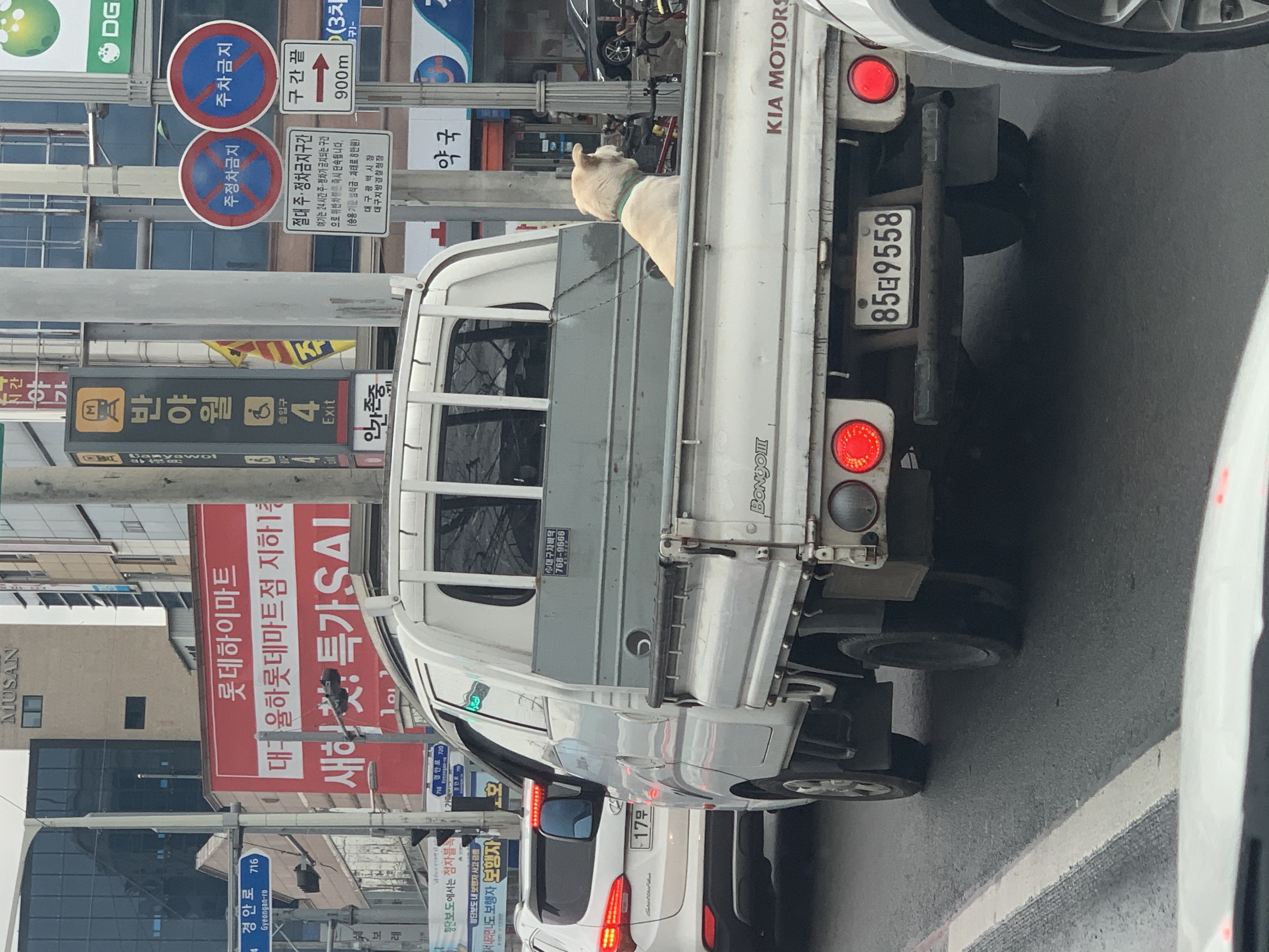 강아지 트럭 화물칸 방치