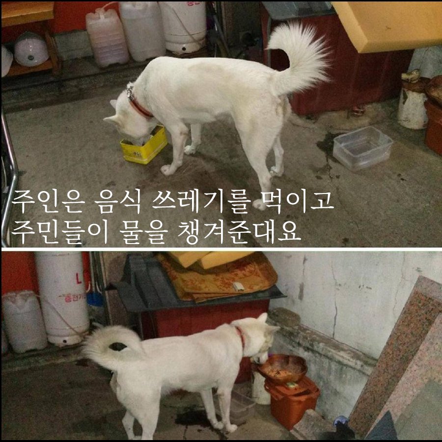 두둘겨맞는 백구 구해주세요