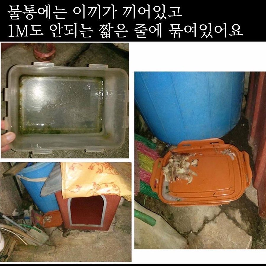 짖으면 장대로 죽도록 두드려 맞는 백구입니다