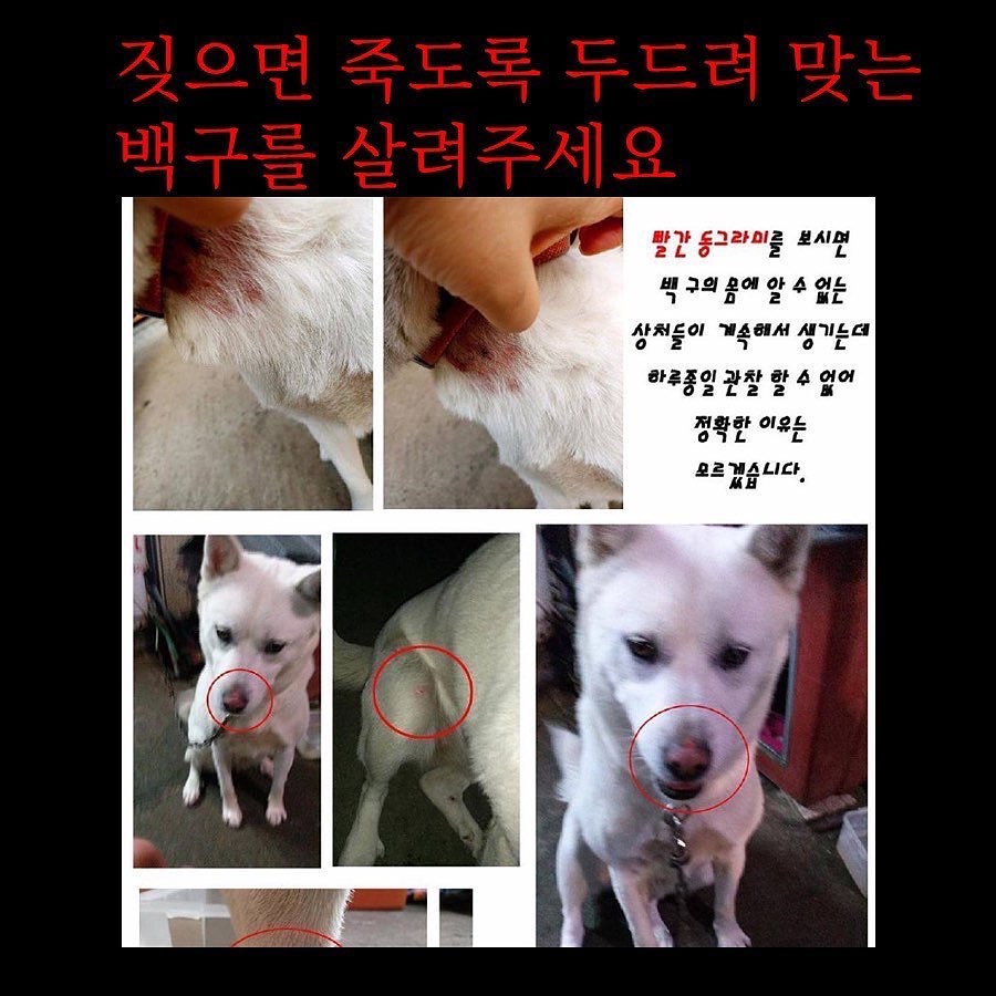 짖으면 장대로 죽도록 두드려 맞는 백구입니다
