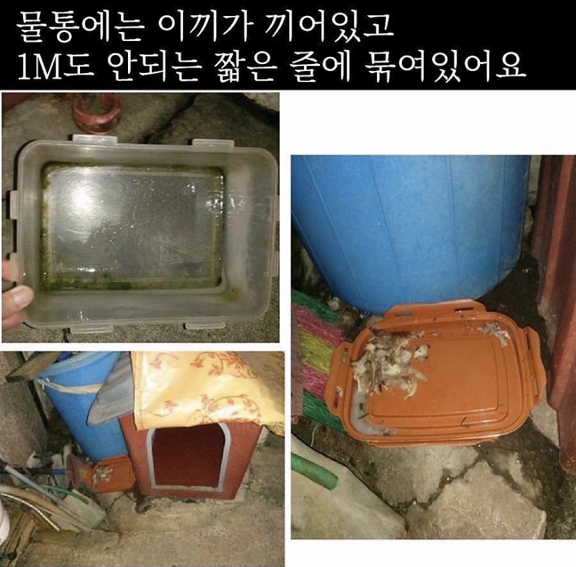 1m 줄에 묶여 살면서 짖으면 죽도록 맞는 백구를 살려주세요
