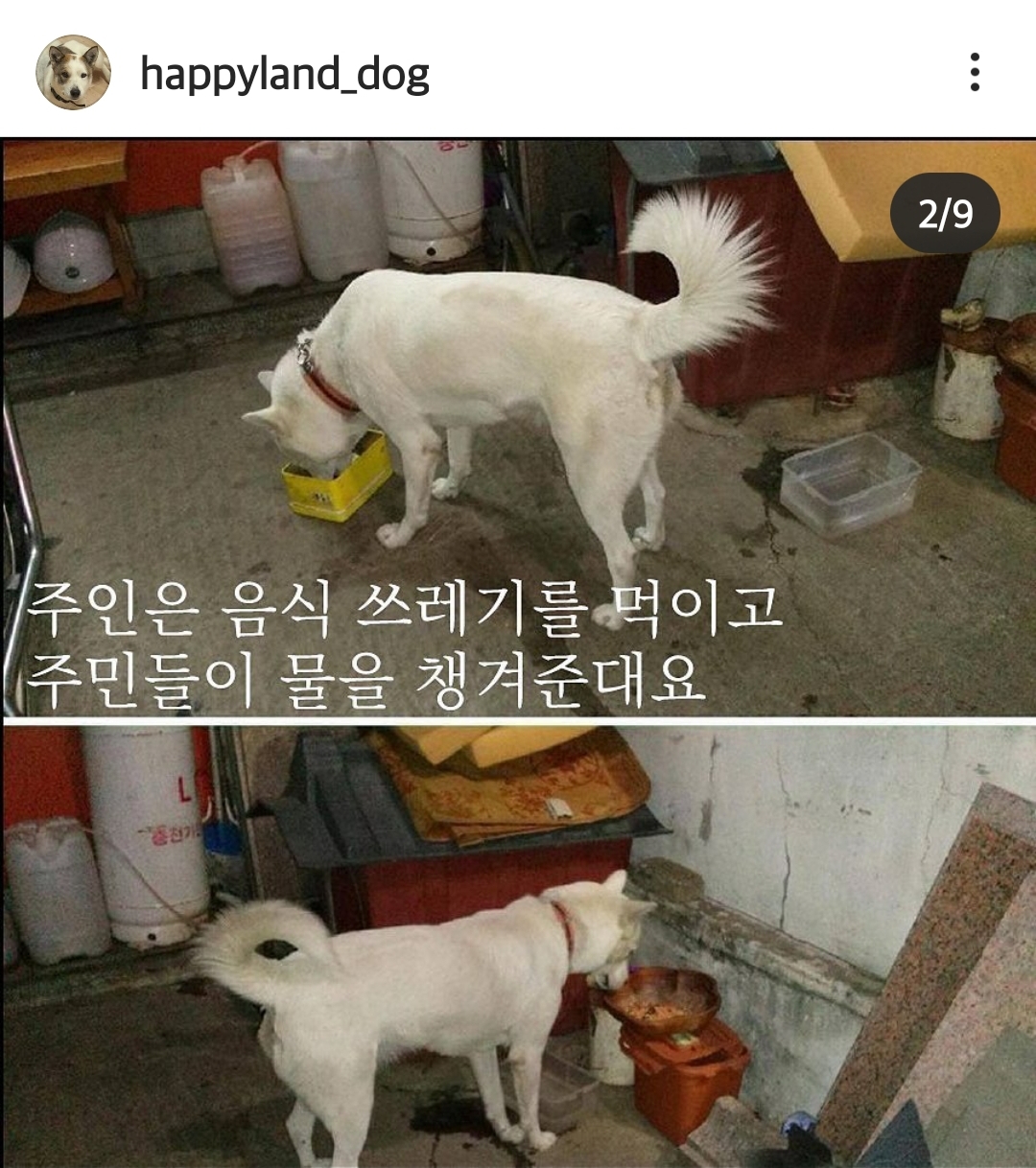 짖으면 죽도록 맞는 백구 살려주세요..