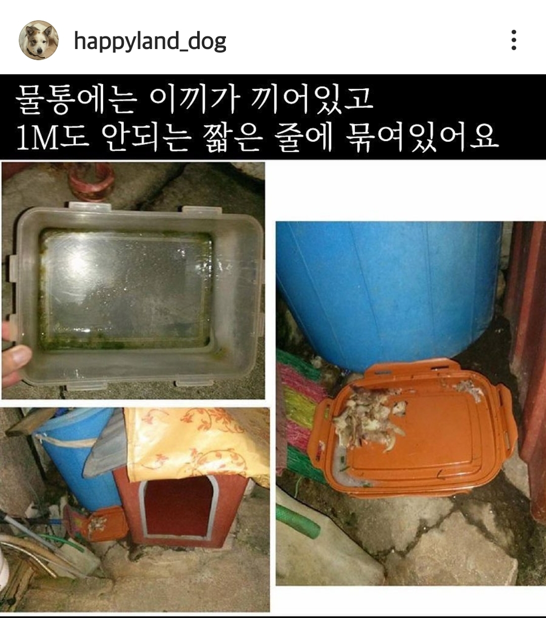 짖으면 죽도록 맞는 백구 살려주세요..