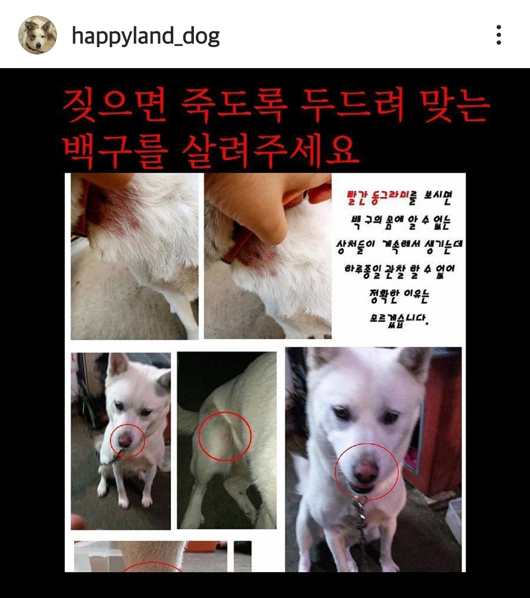 짖으면 죽도록 맞는 백구 살려주세요..