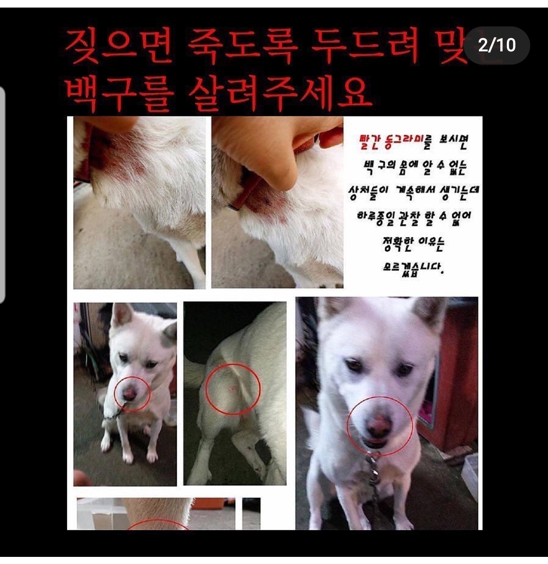 실외에 방치된채 매맞는 백구를 도와주세요