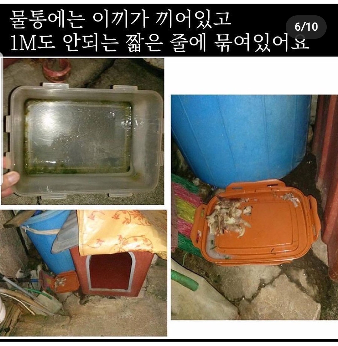 짖으면 맞는 백구를 도와주세요