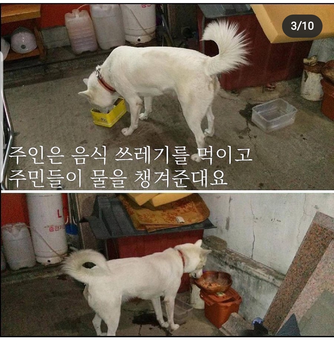 짖으면 맞는 백구를 도와주세요