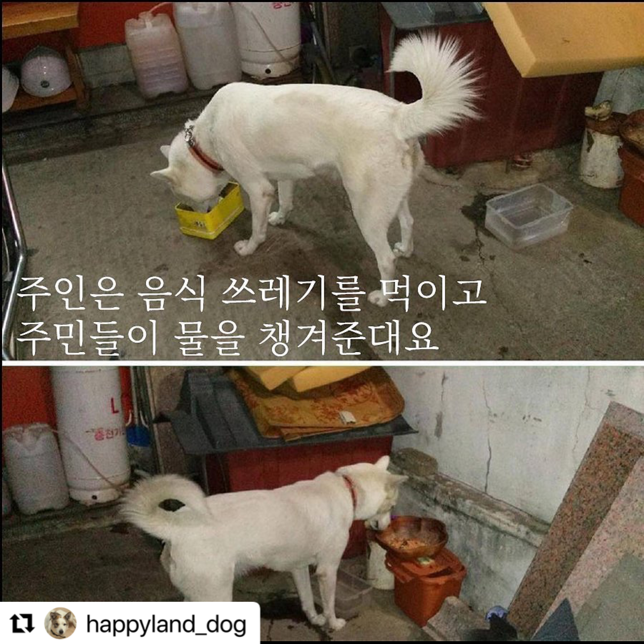 짖으면 맞는 백구- 하루라도빨리 구조해주세요