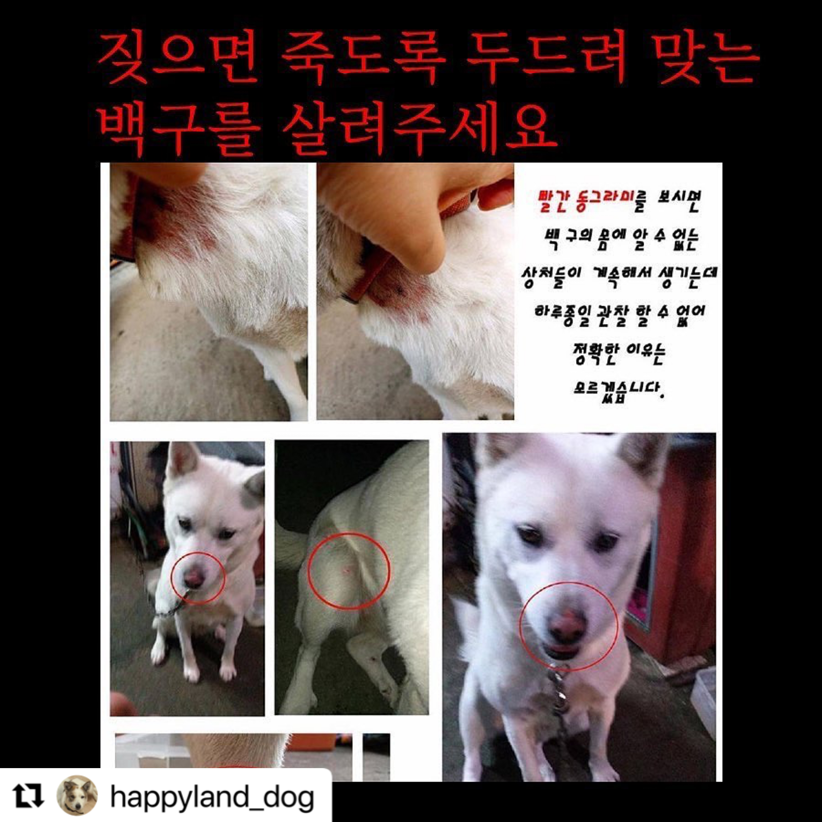 짖으면 맞는 백구- 하루라도빨리 구조해주세요