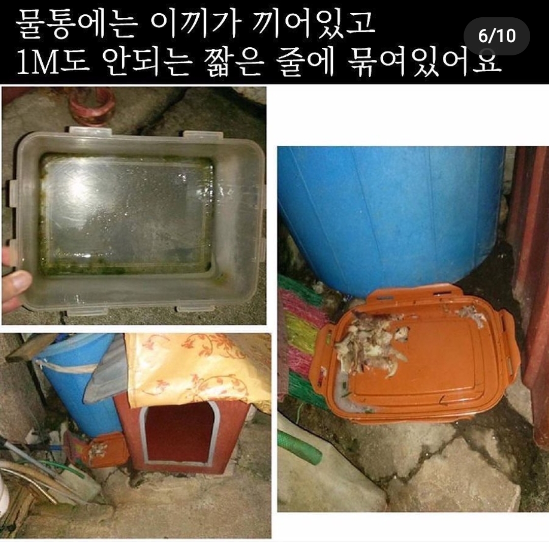 짖으면 맞는 백구 좀 구해주세요 