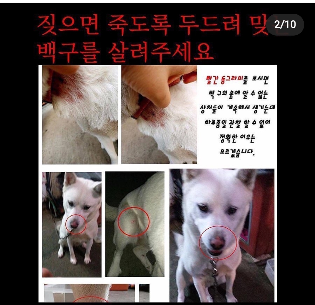 짖으면 맞는 백구 좀 구해주세요 