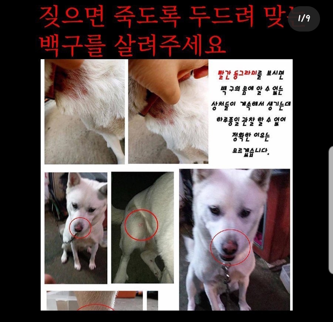 짧은줄에 묶여 맞고사는 백구 구조해주세요