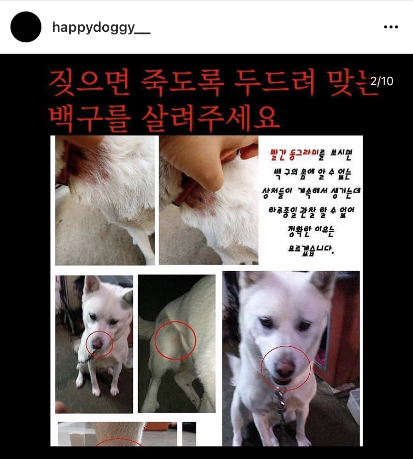 매맞으며 음식물쓰레기 먹고 사는 백구를 도와주세요