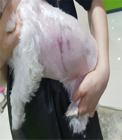 강아지 학대사건....도움 요청합니다.