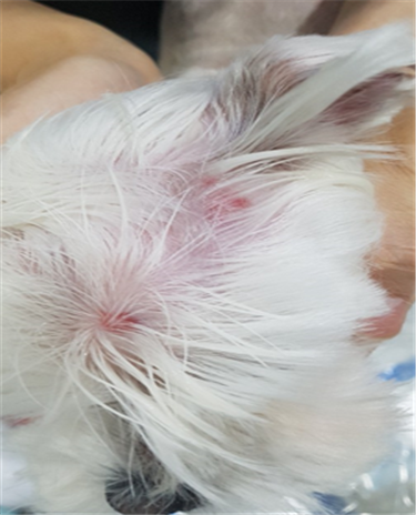 강아지 학대사건....도움 요청합니다.(수정)