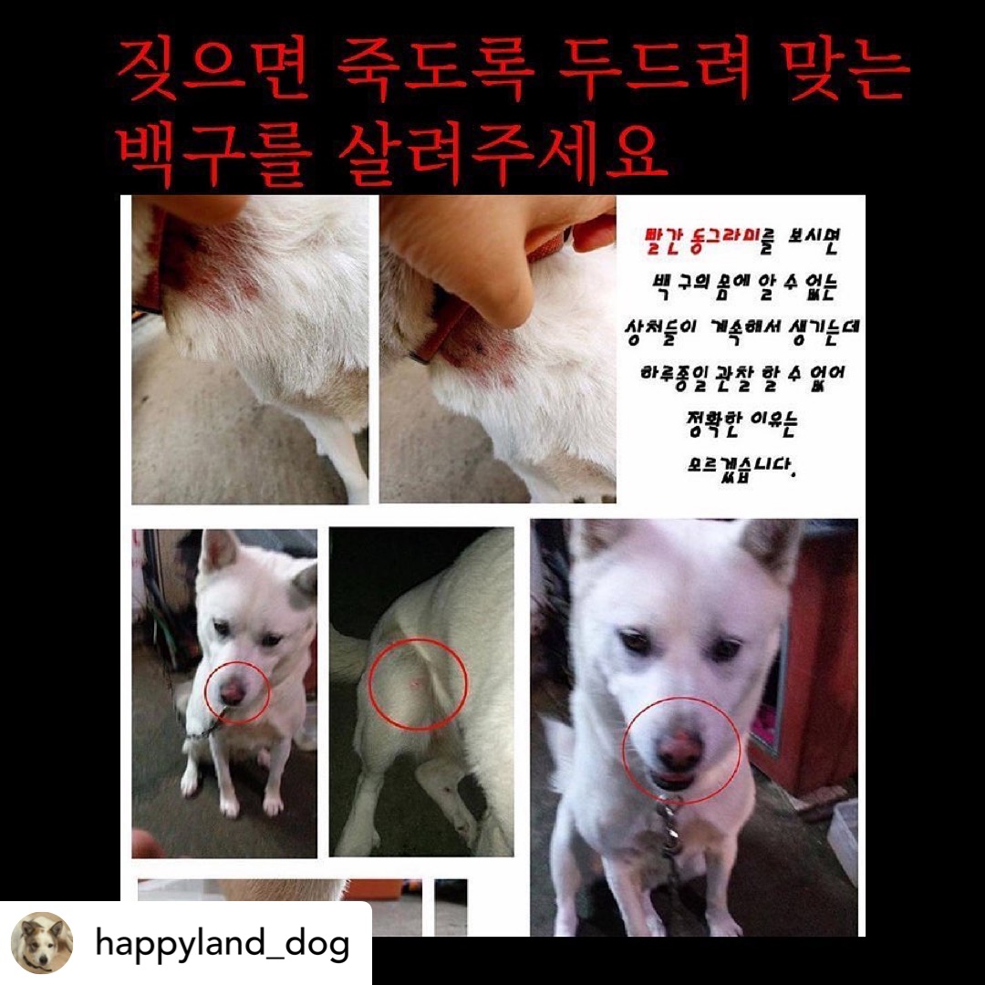 짖으면 맞는 백구를 구해주세요