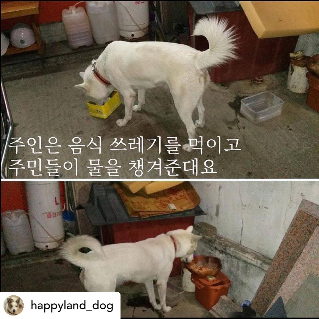 짖으면 맞는 백구를 구해주세요