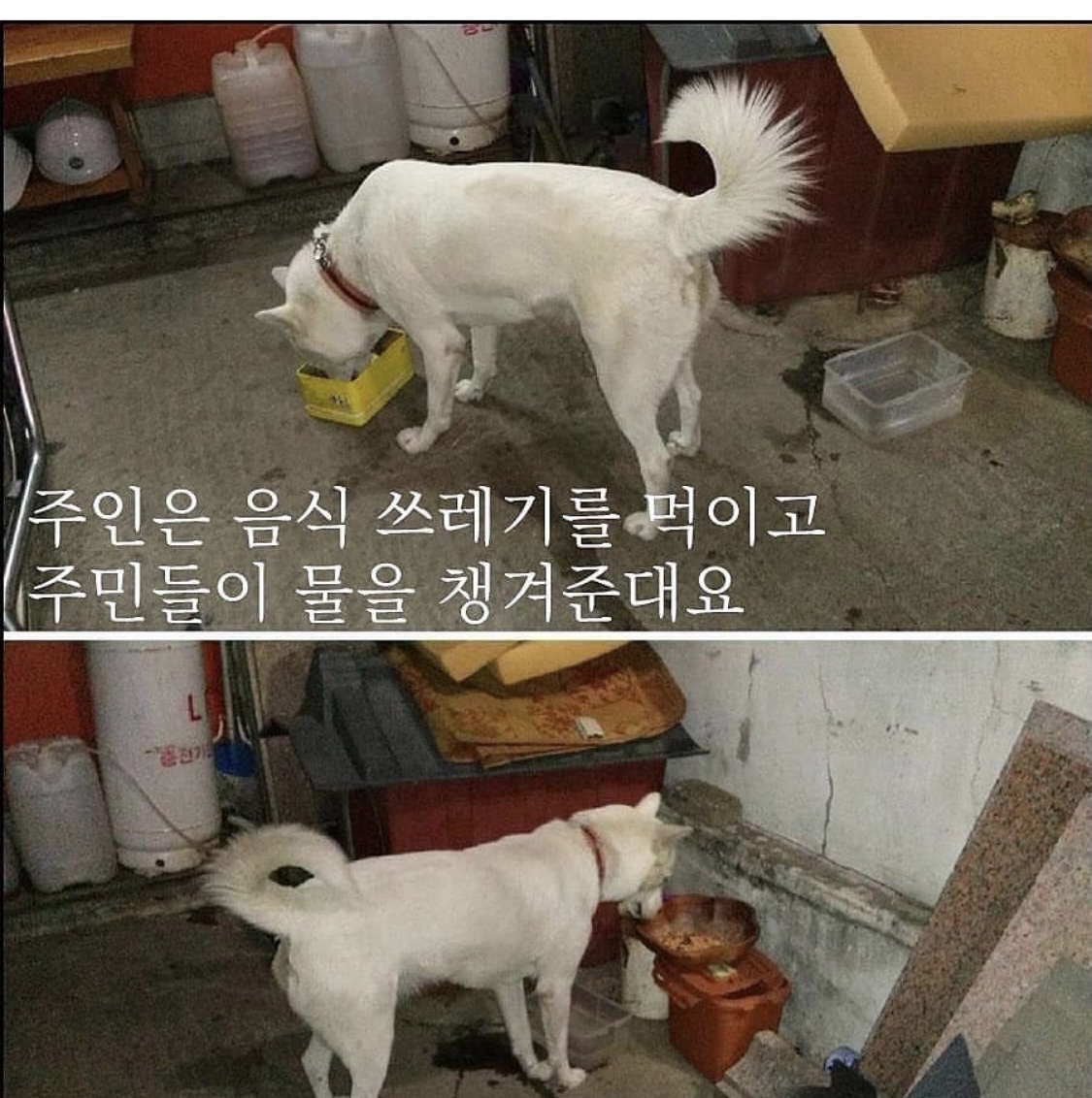 학대받는 백구 구조해주세요