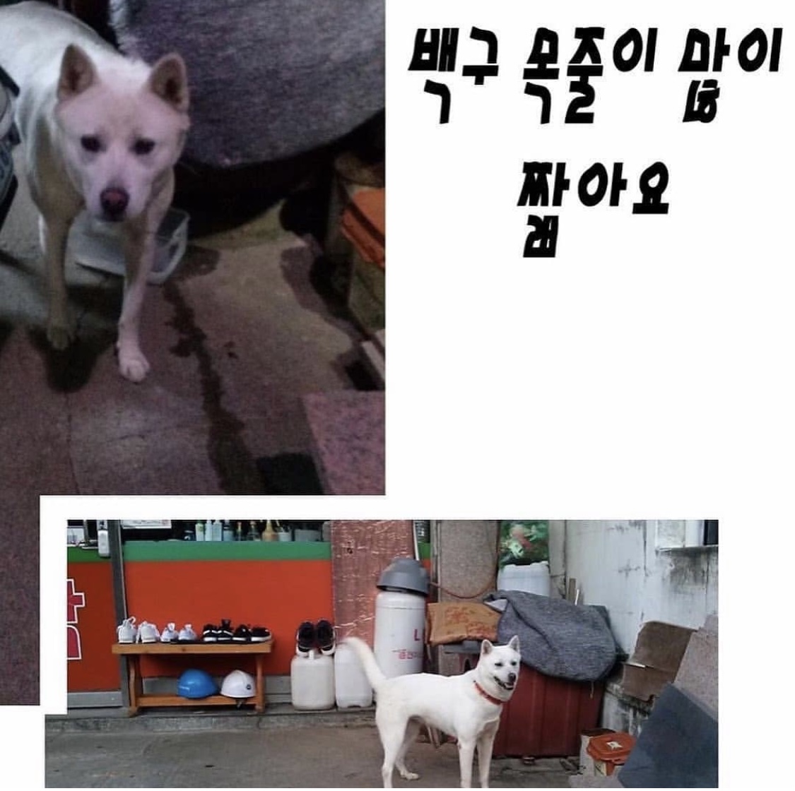 학대받는 백구 구조해주세요