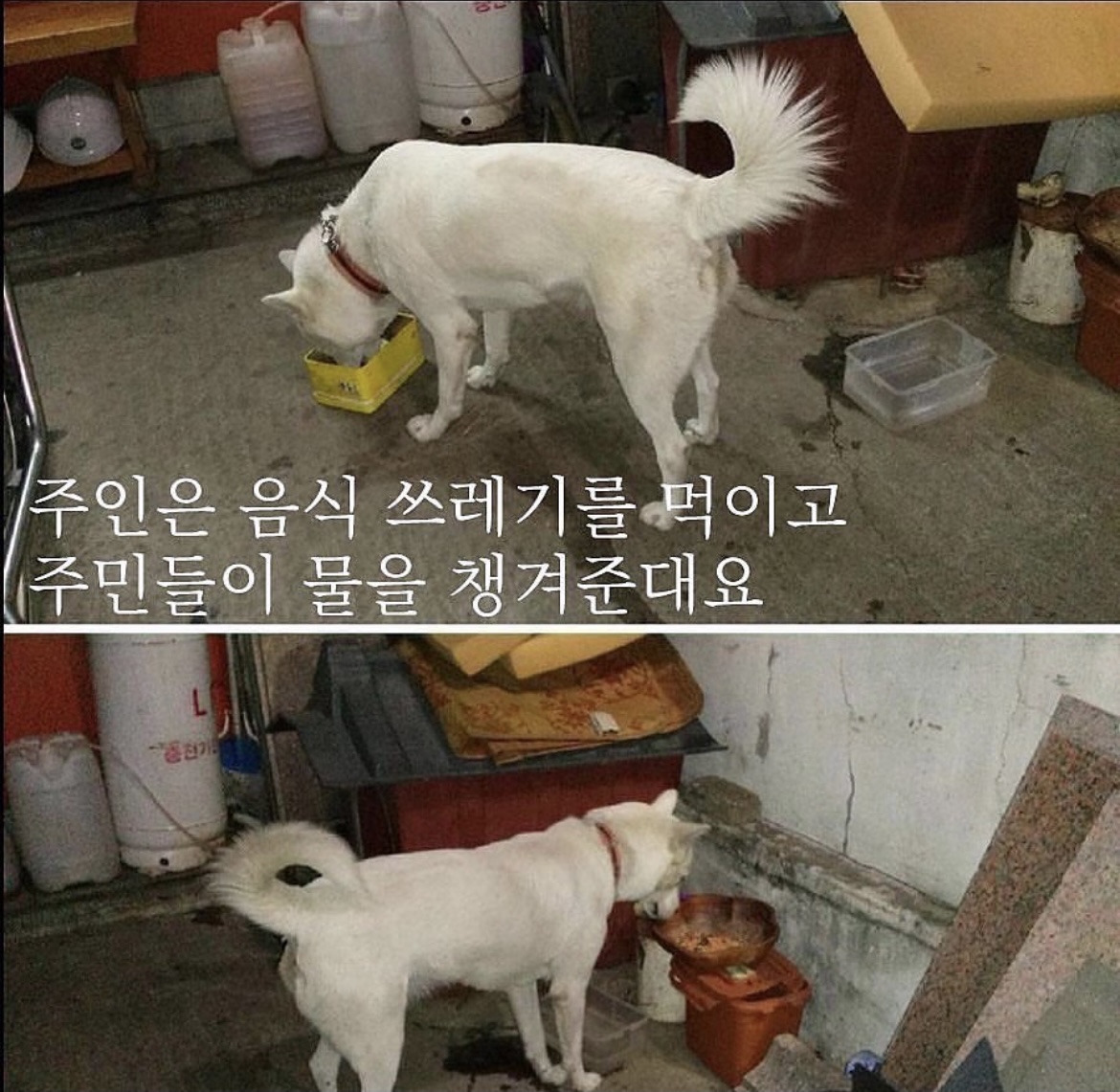 신체적학대 및 쓰레기를 먹이는 백구를 구조해 주세요!