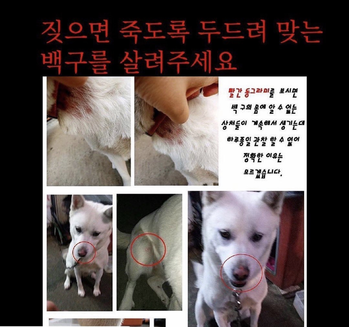 짖으면 맞는 백구를 살려주세요.