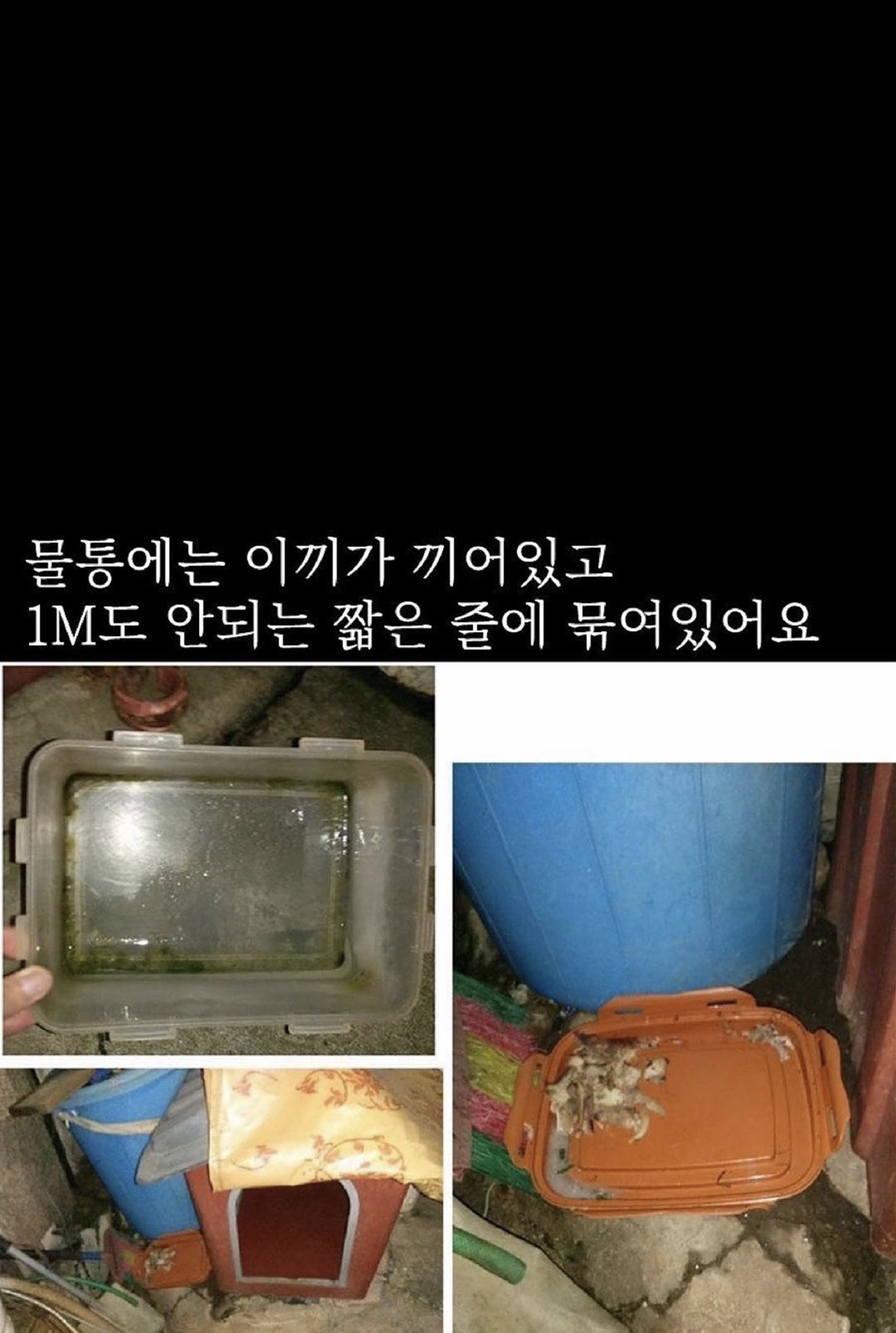 짖으면 맞는 백구를 살려주세요.