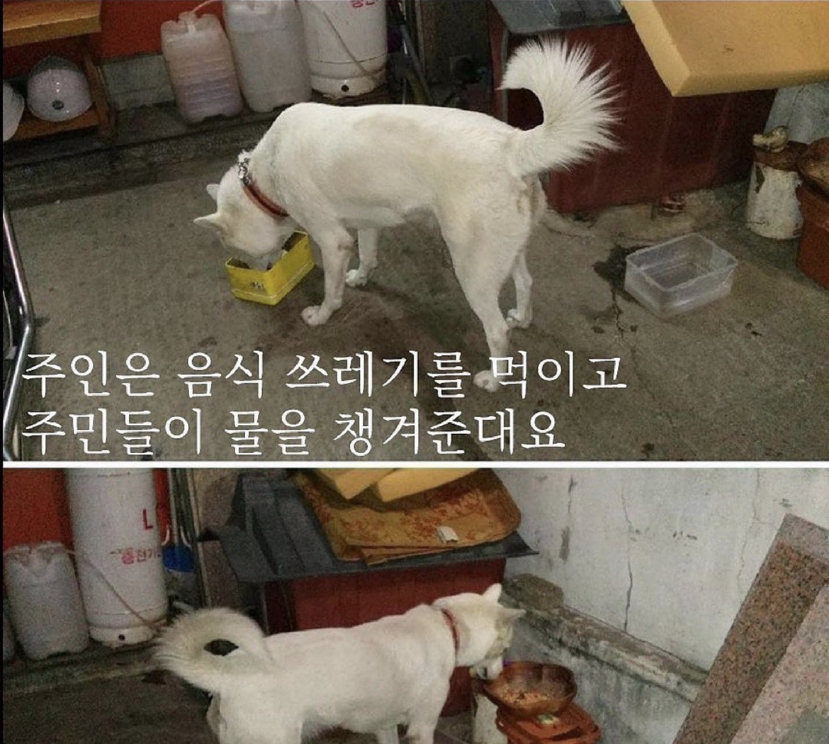 짖으면 맞는 백구를 살려주세요.