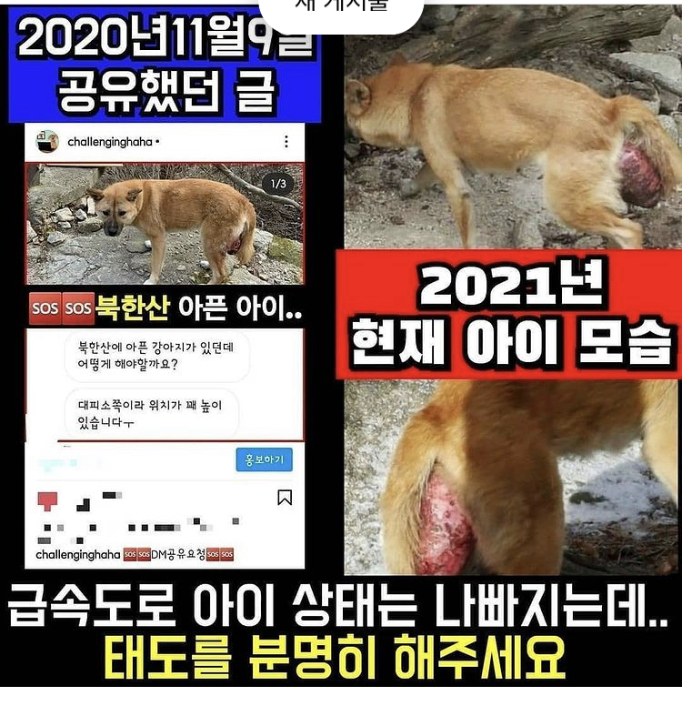 북한산 탈장견