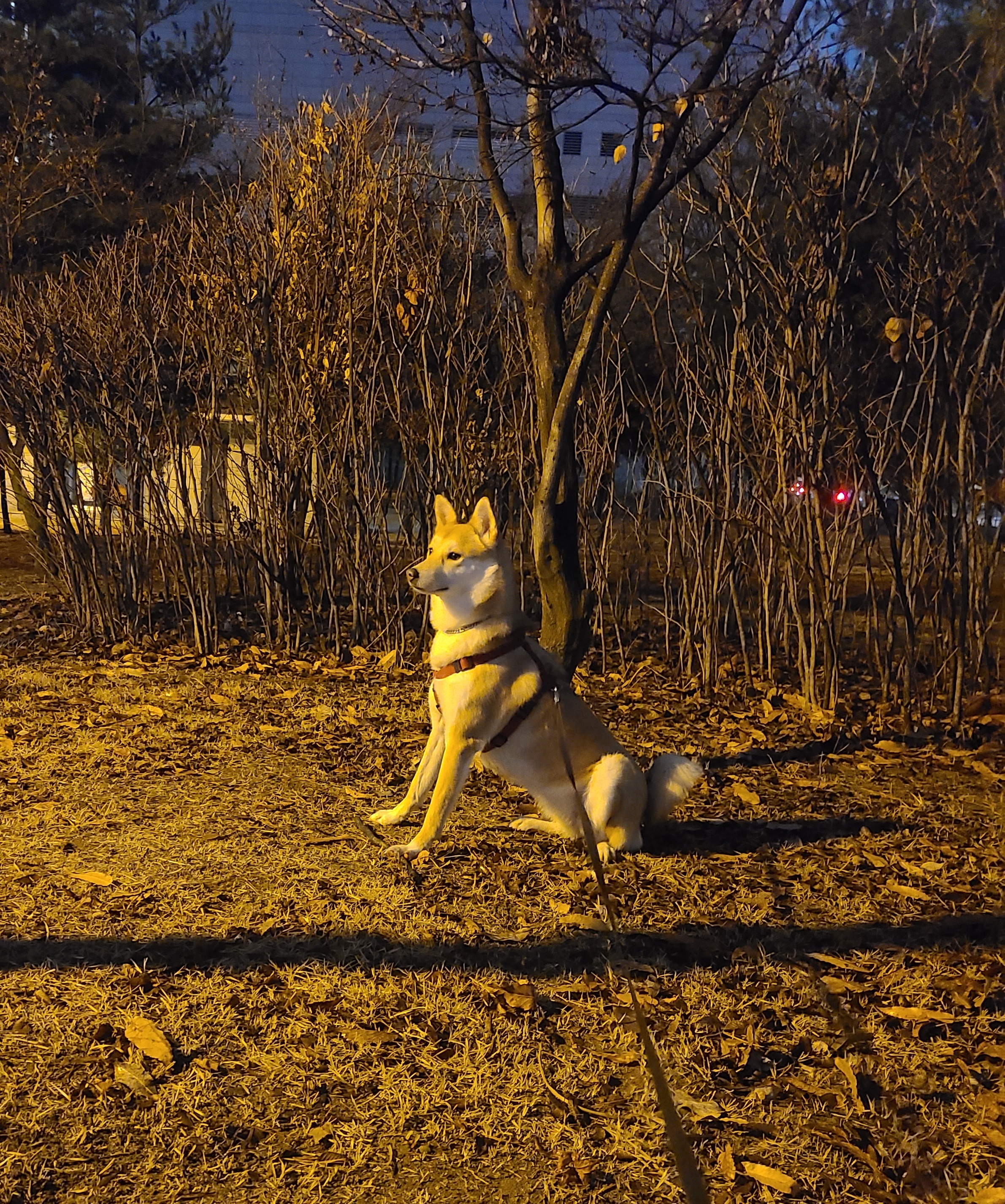 저녁산책 밤비~