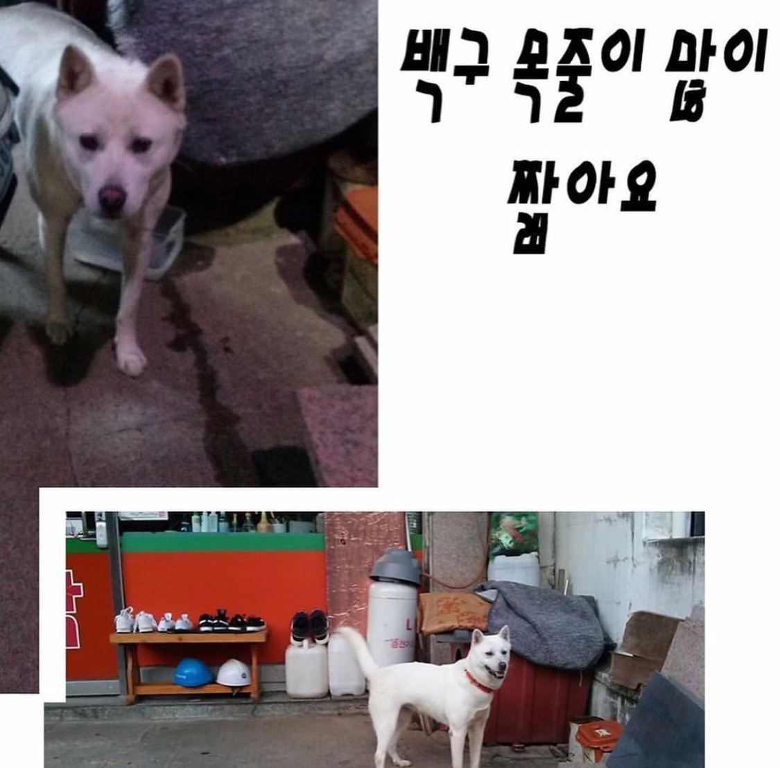 서울 강서구 화곡동의 매맞는 백구를 구조해 주세요.