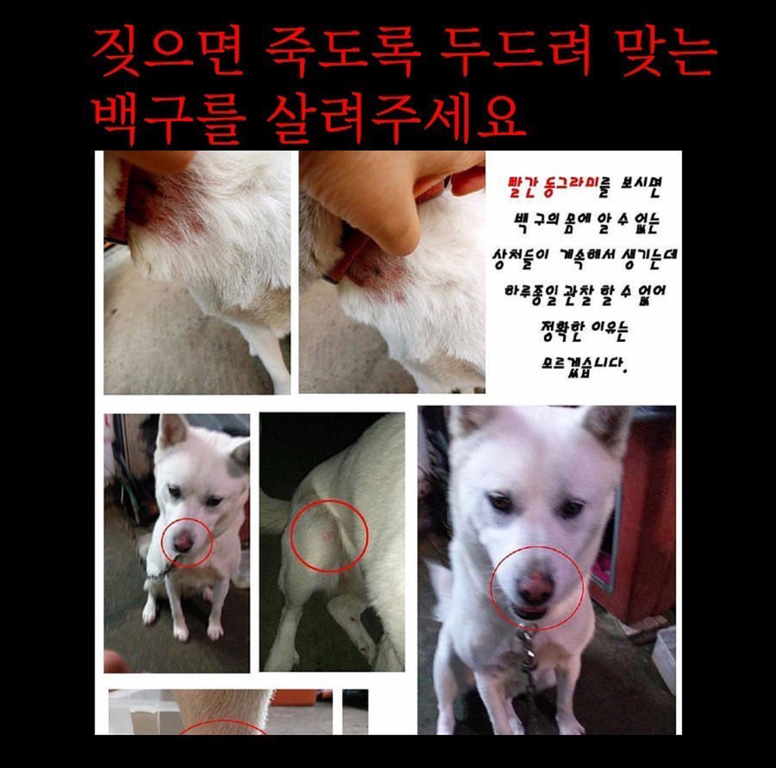 서울 강서구 화곡동의 매맞는 백구를 구조해 주세요.