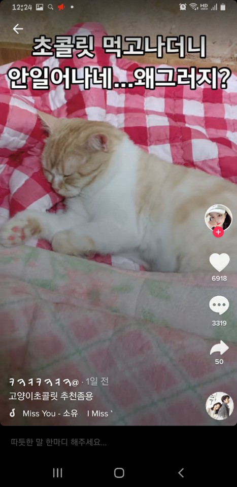 틱톡, 유튜브 고양이 학대하는 영상유포