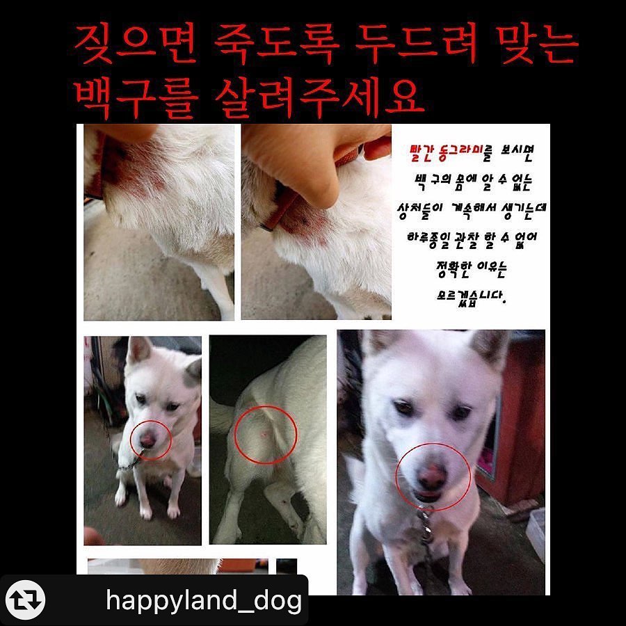 학대ᆢ의심백구 구조해주세요 