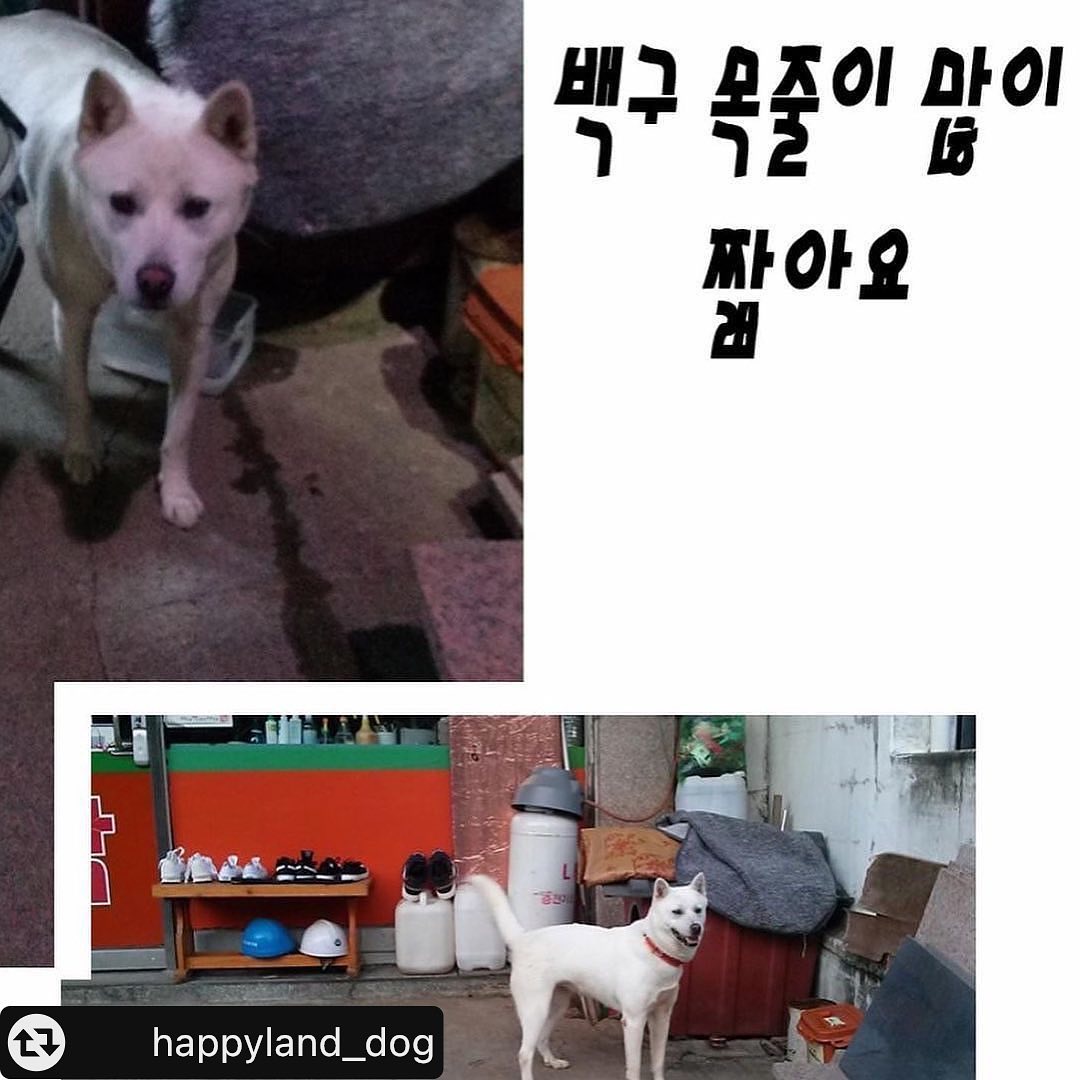 학대ᆢ의심백구 구조해주세요 