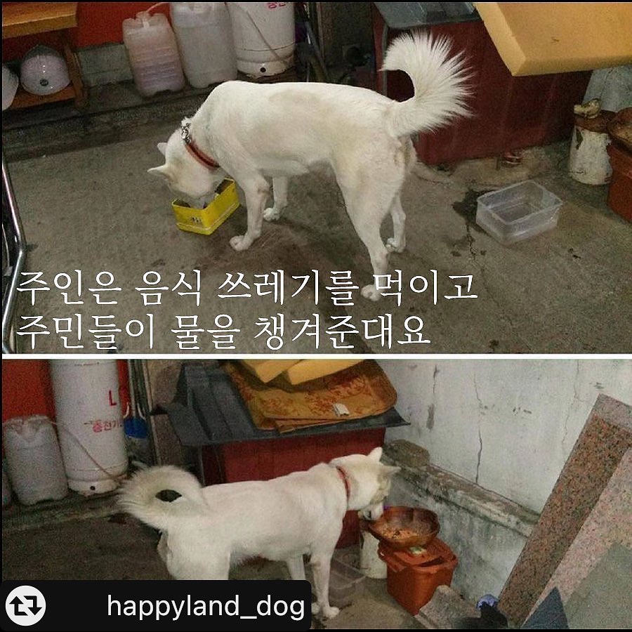 학대ᆢ의심백구 구조해주세요 