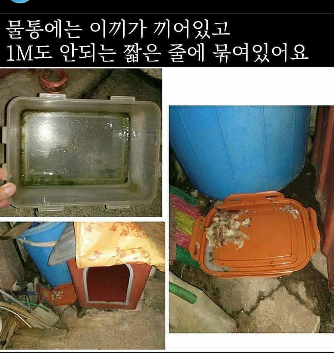  강서구 화곡동 학대당하는 진돗개 구조 해주세요