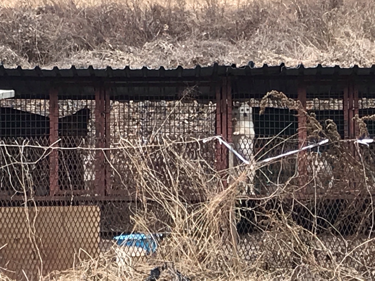 경주시 강동면에 위치한 불법적으로 개를 도살하고 식용으로 삼는 곳을 신고합니다