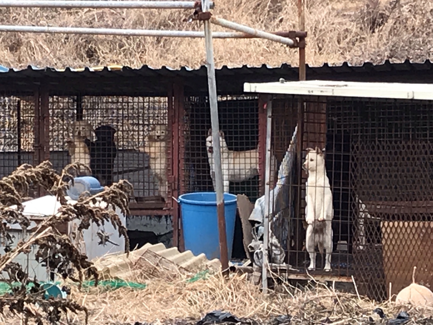 경주시 강동면에 위치한 불법적으로 개를 도살하고 식용으로 삼는 곳을 신고합니다