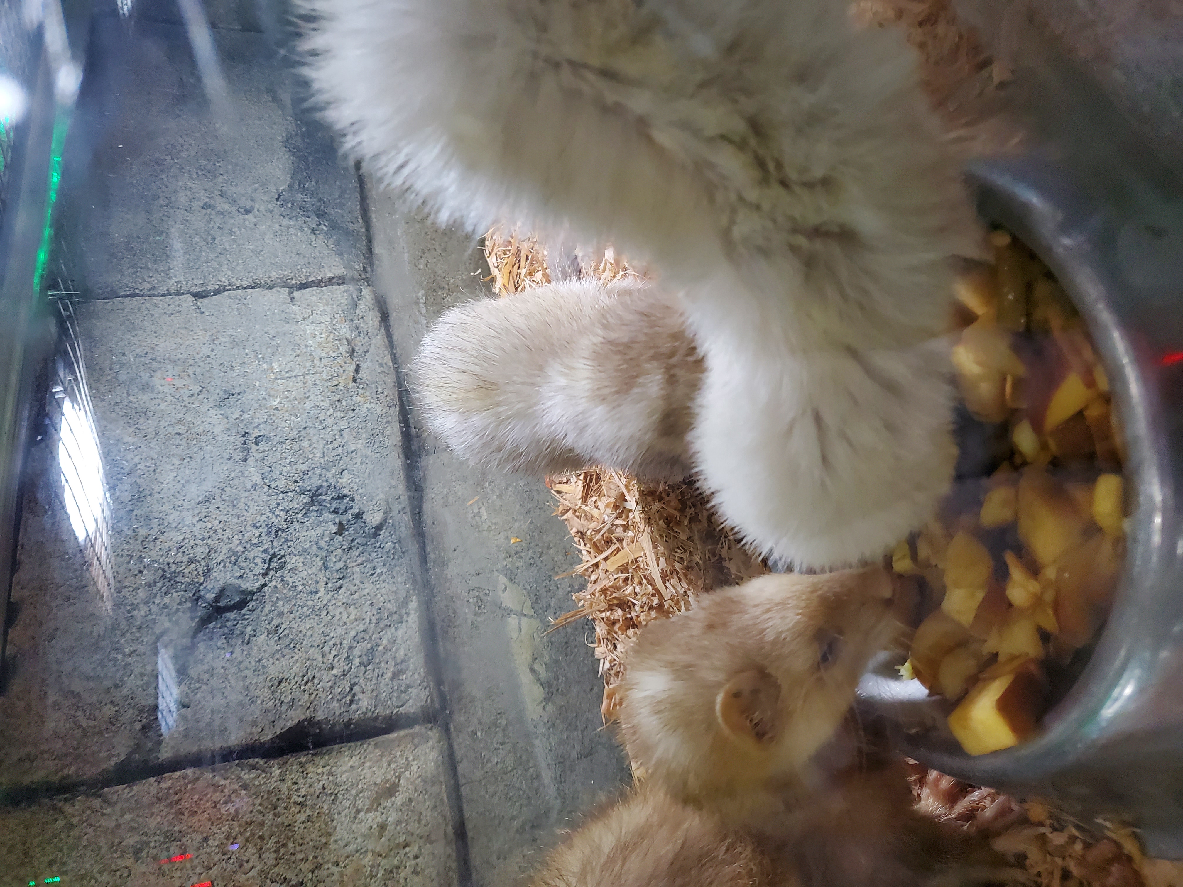 대구 아이니테마파크 동물학대 및 위생 문제, 관리 소홀의 건