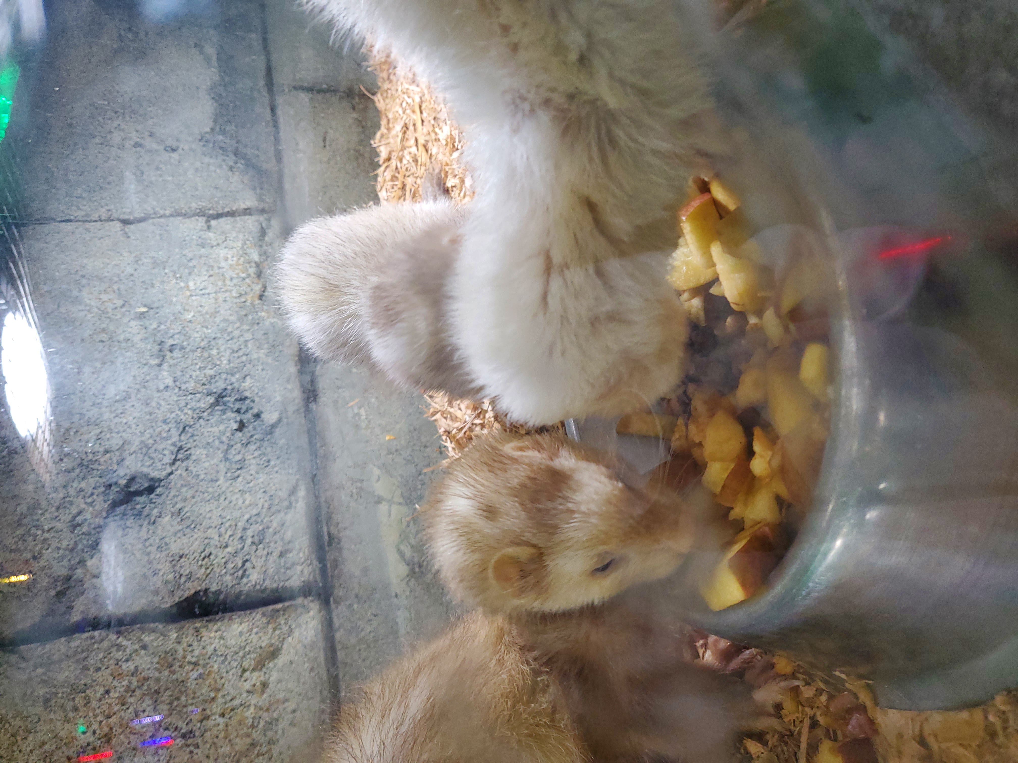 대구 아이니테마파크 동물학대 및 위생 문제, 관리 소홀의 건