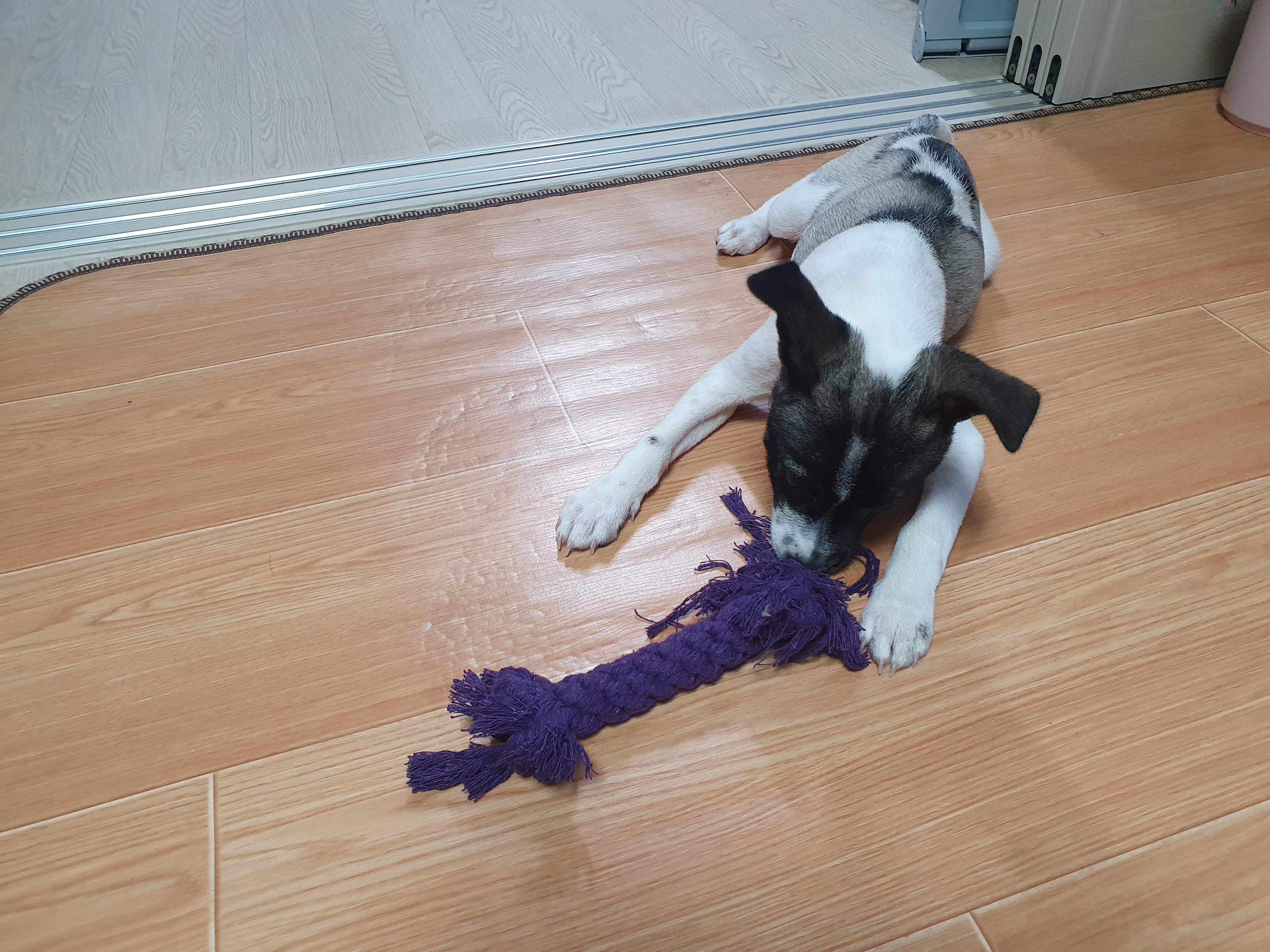 미미 한달째 이야기입니다.