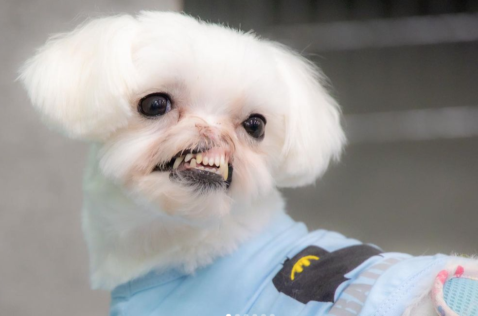 말티즈 순수 학대 사건