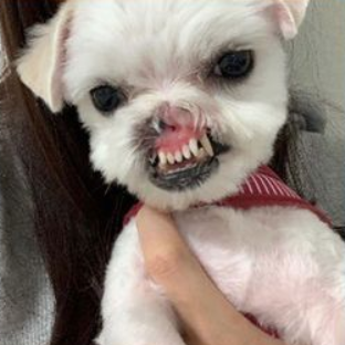 말티즈 순수 학대 사건