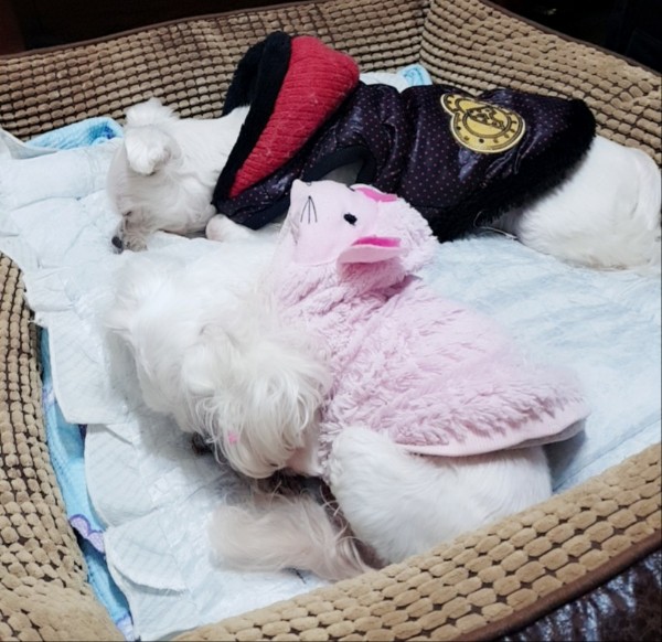 나나(지앤1) 3년 차 입양후기